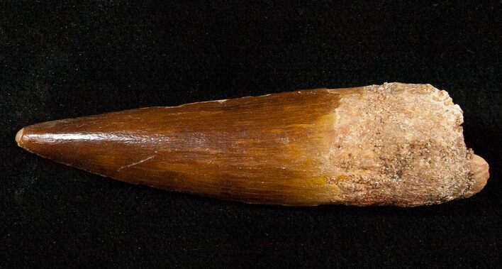 Spinosaurus Tooth - Good Tip #16559